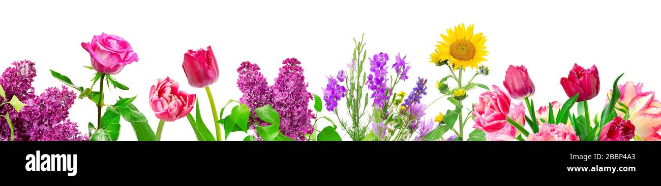 Panorama different flowers isolated on white background Stock Photo