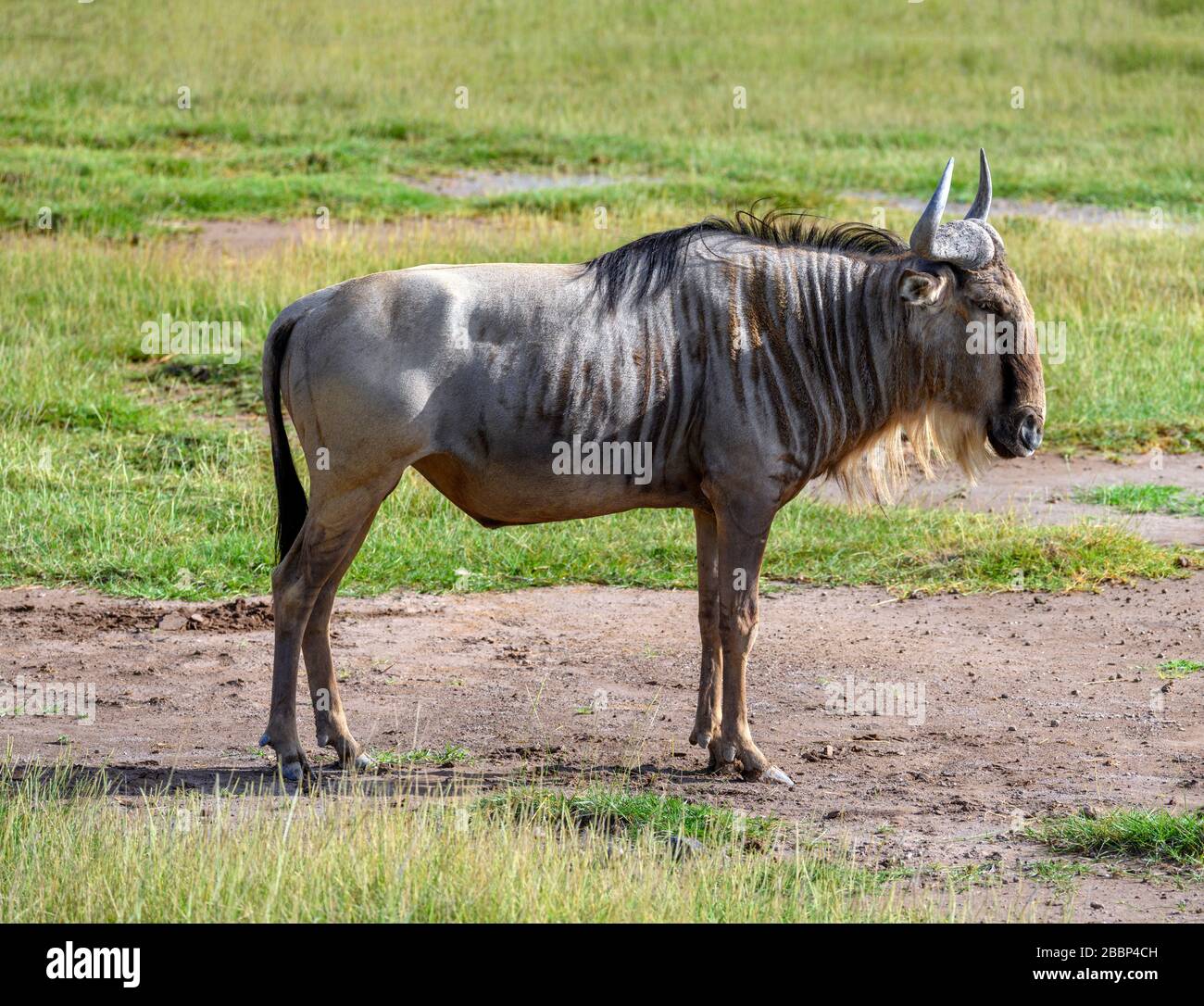 Blue Wildebeest (Connochaetes taurinus), Amboseli National Park, Kenya, Africa Stock Photo