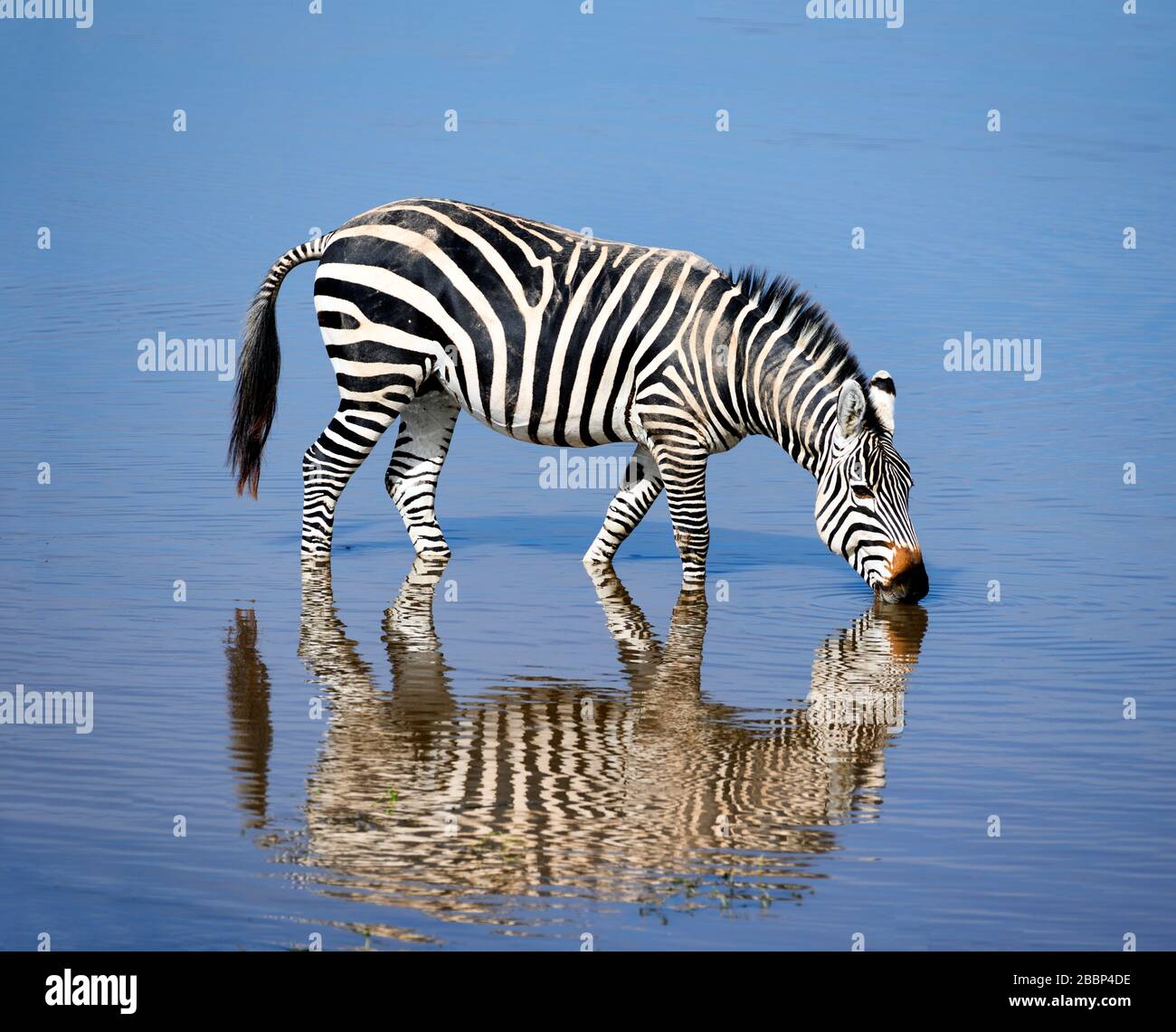 Grant's zebra (Equus quagga boehmi) drinking water, Amboseli National Park, Kenya, Africa Stock Photo