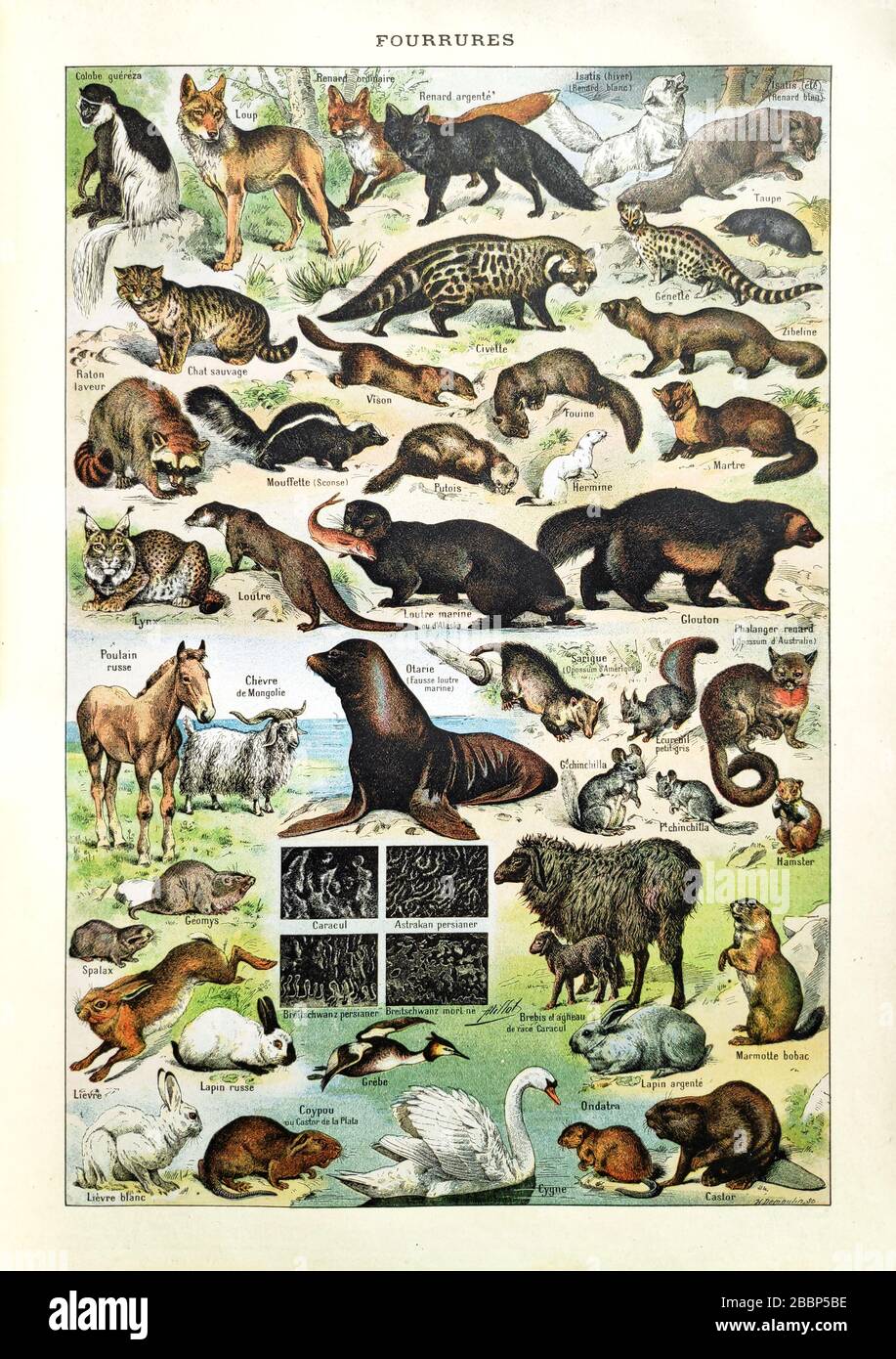 Old illustration about animal furs by H. Demoulin printed in the late 19th century. Stock Photo