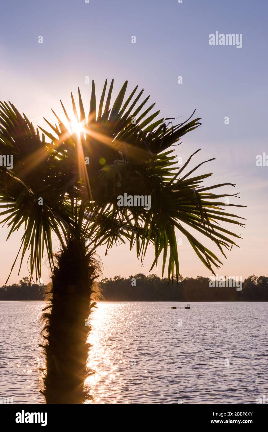 Fantastic view over a lake against the sun, in the foreground a palm tree through whose leaves the sun shines as a sun star with reflection of the eve Stock Photo