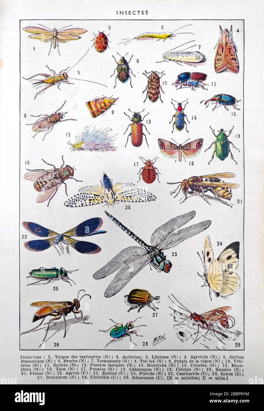 Old illustration about insects by Adolphe Philippe Millot printed in the late 19th century. Stock Photo