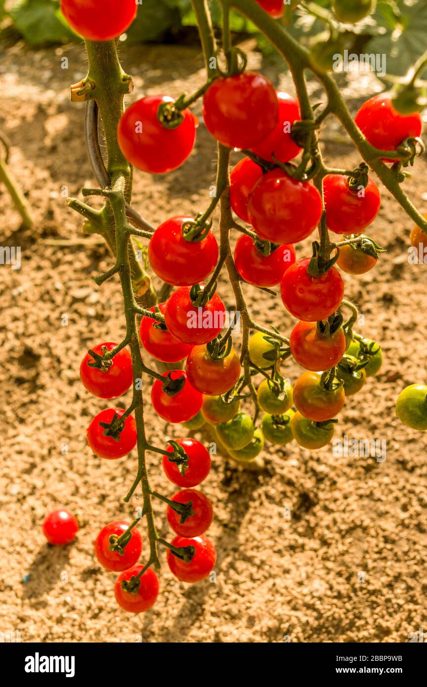 Rain stick hires stock photography and images Alamy