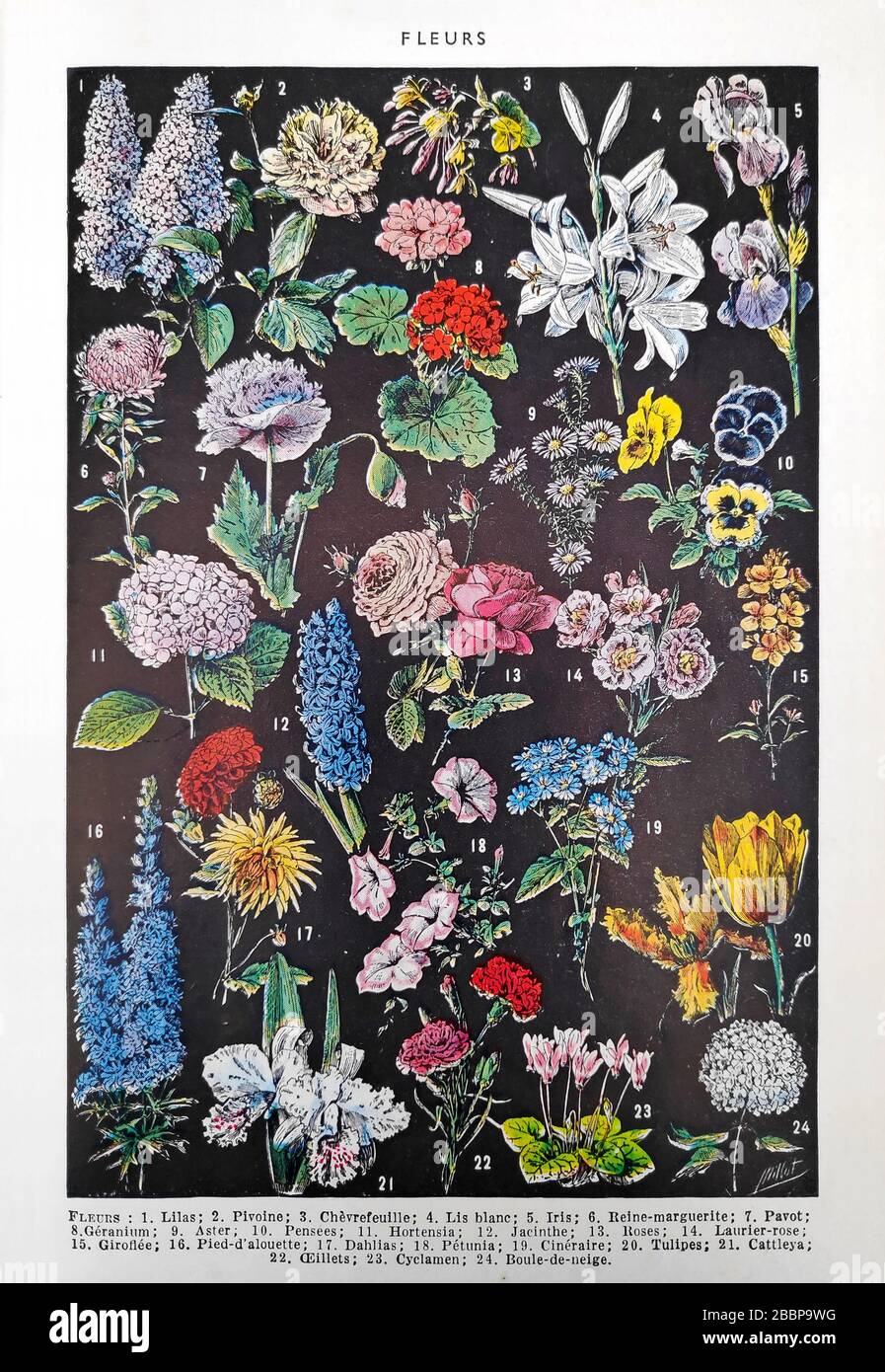 Old illustration about flowers by Adolphe Philippe Millot printed in the late 19th century. Stock Photo