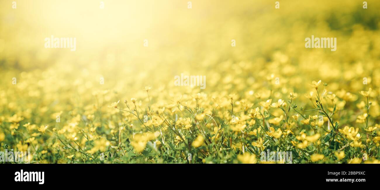Closeup flower of daisy blossom in spring. Banner and background of spring flowers and pollination concept Stock Photo