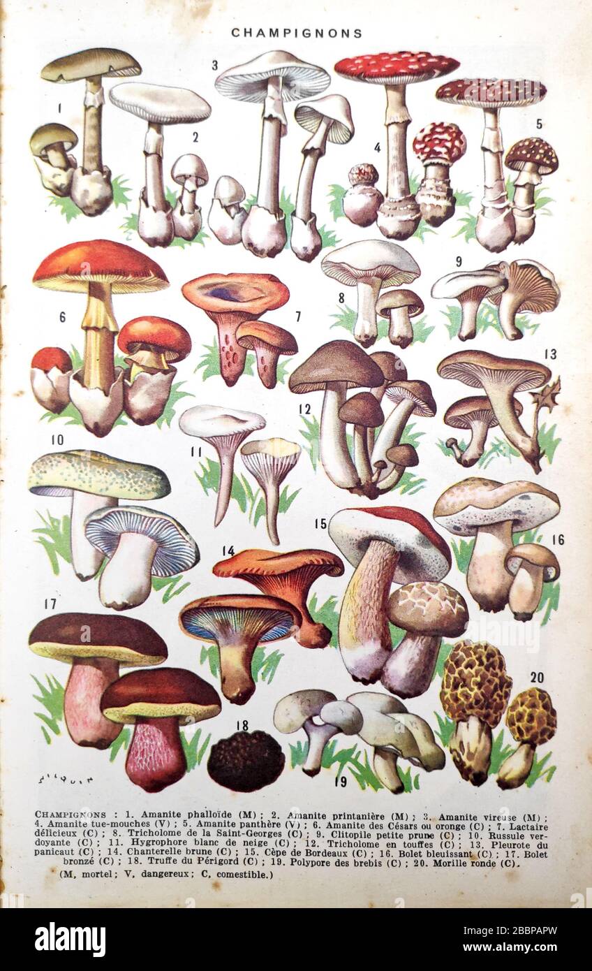 Old illustration by 'Wilquin' about mushrooms printed in the late 19th century. Stock Photo