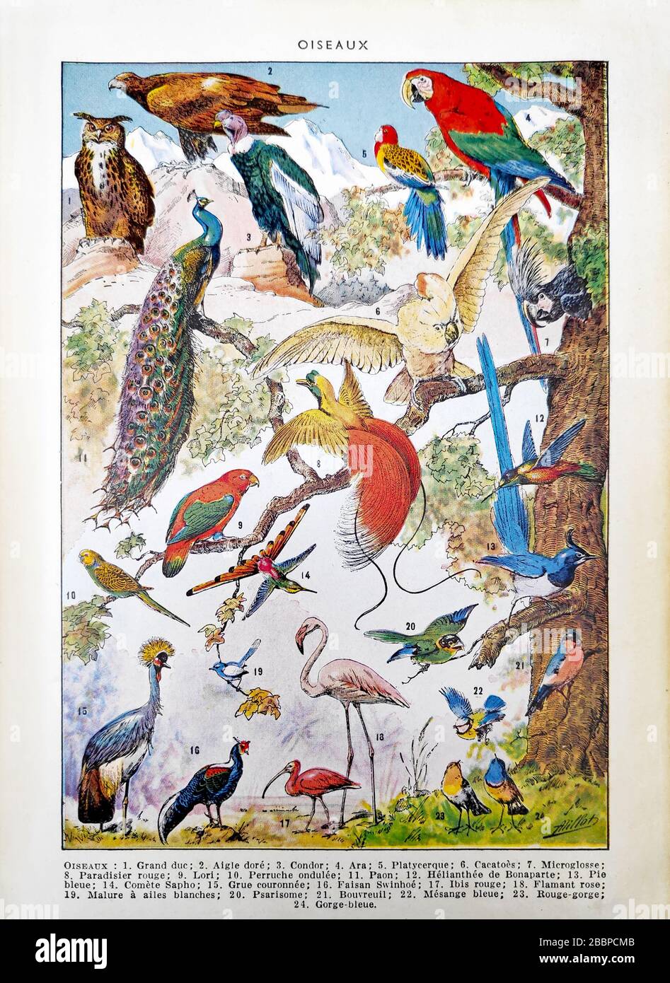 Old illustration about birds by Adolphe Philippe Millot printed in the late 19th century. Stock Photo