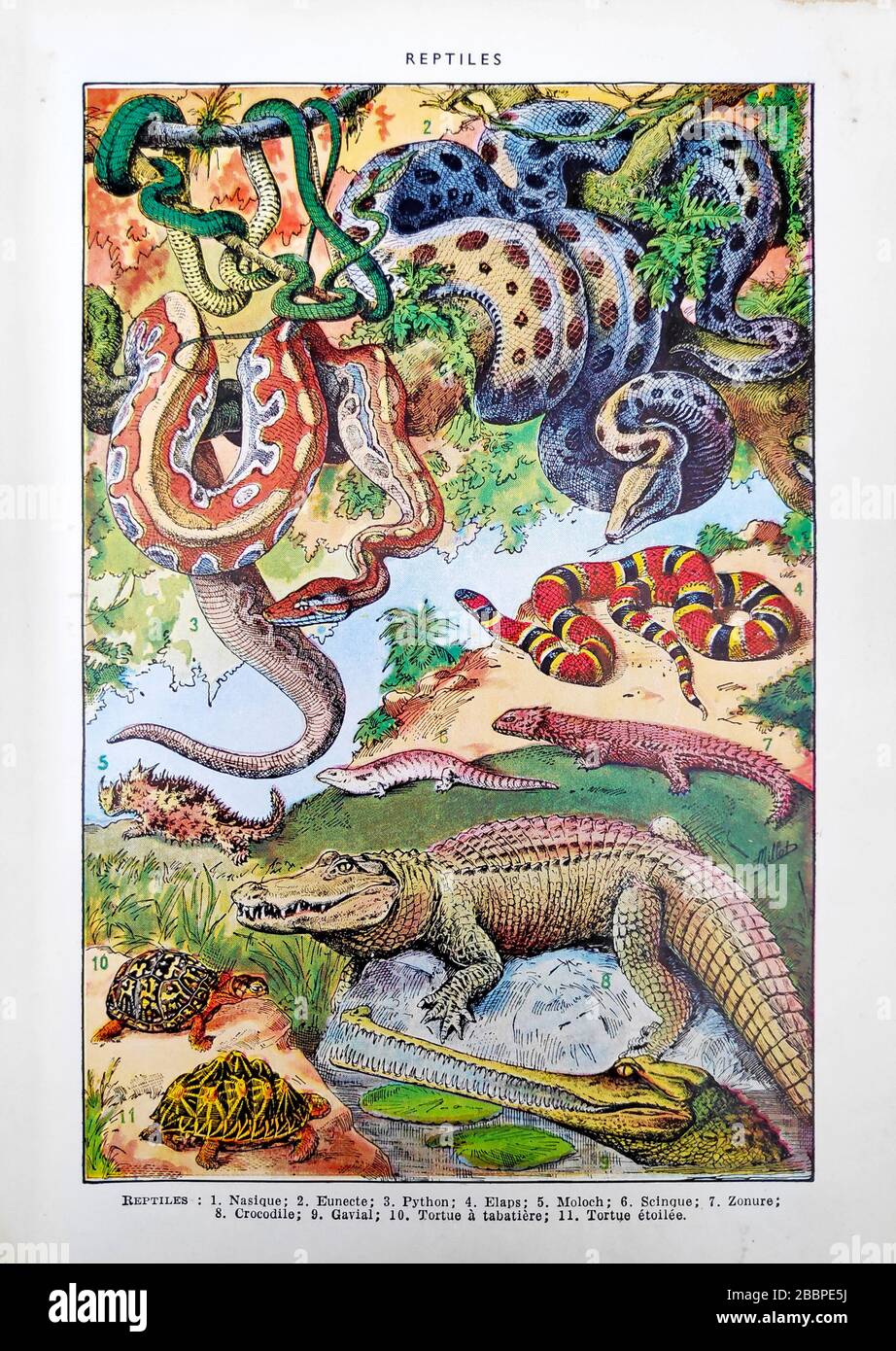 Old illustration about reptiles by Adolphe Philippe Millot printed in the late 19th century. Stock Photo