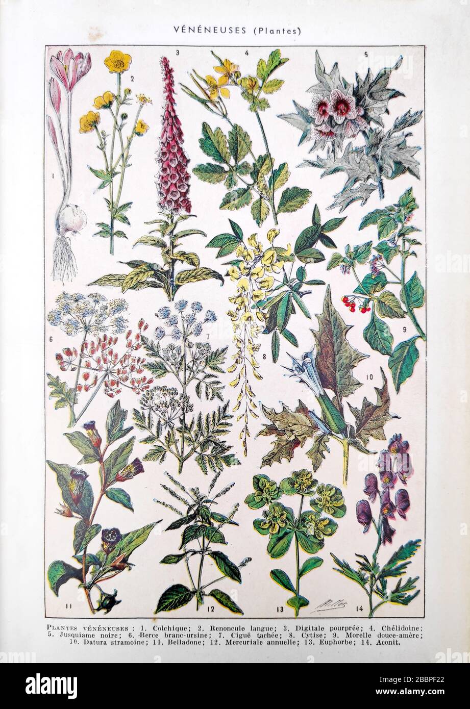 Old illustration about poisonous plants by Adolphe Philippe Millot printed in the late 19th century. Stock Photo