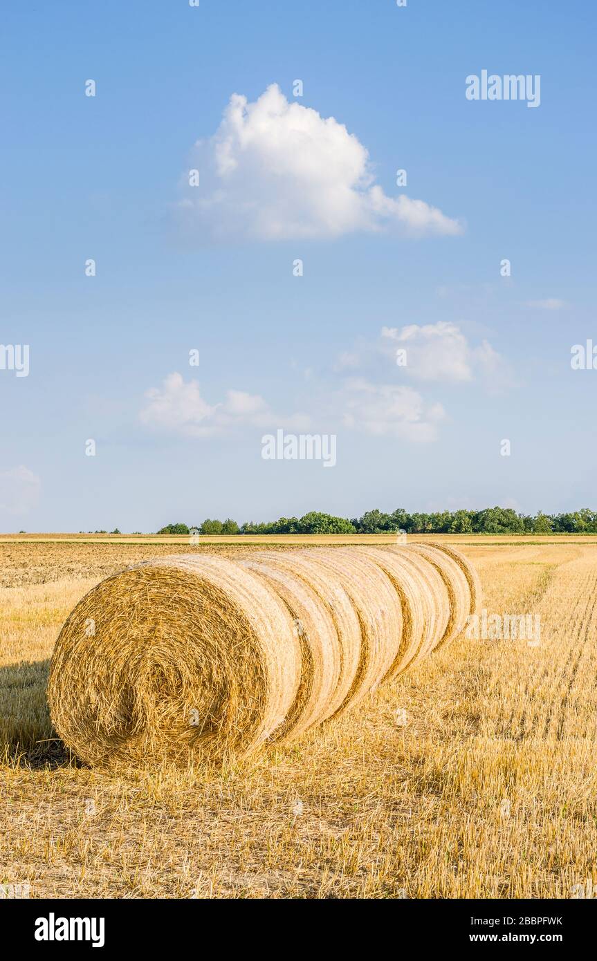 several round straw bales in a row on stubble field in sunshine and blue sky Stock Photo