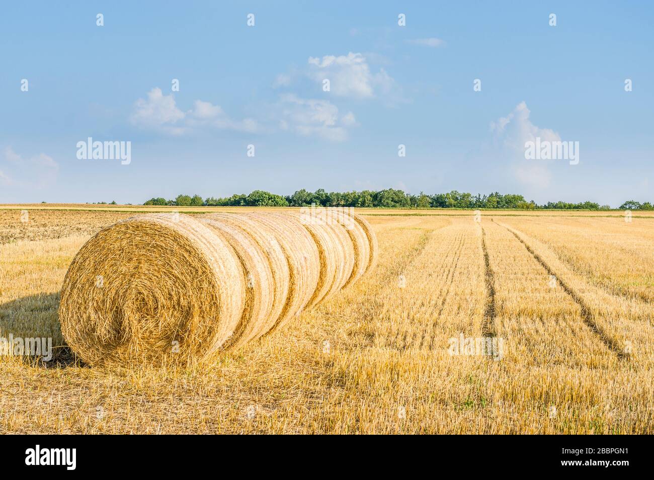 several round straw bales in a row on stubble field in sunshine and blue sky Stock Photo