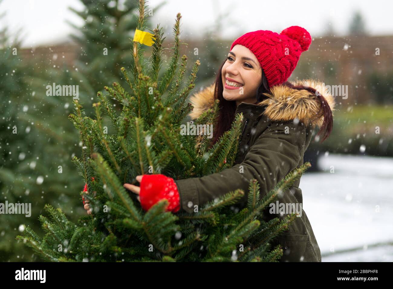 Choosing christmas tree hi-res stock photography and images - Alamy