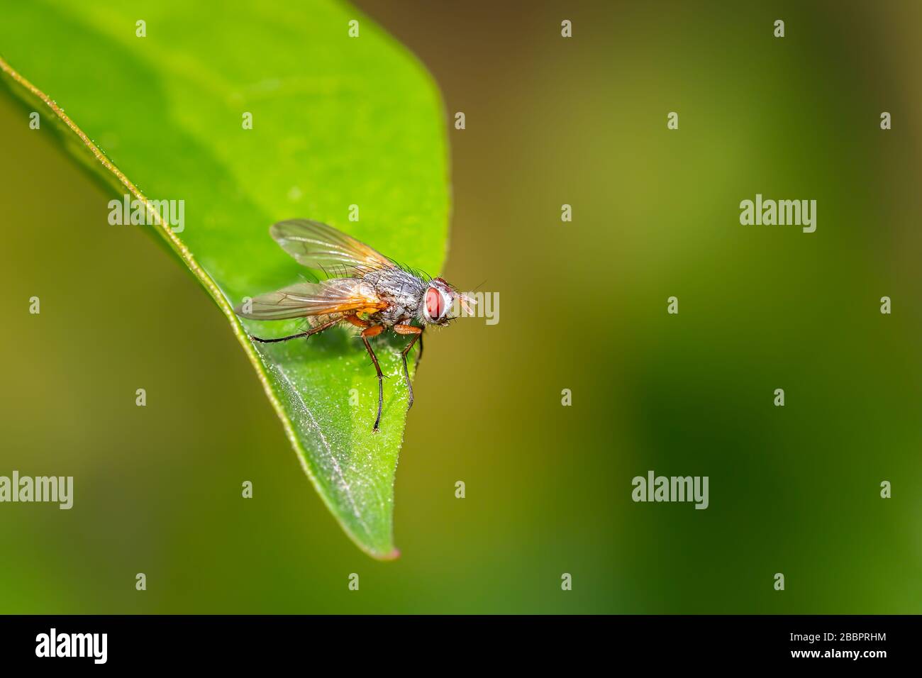 Small tachinidae fly resting on a green leaf Stock Photo