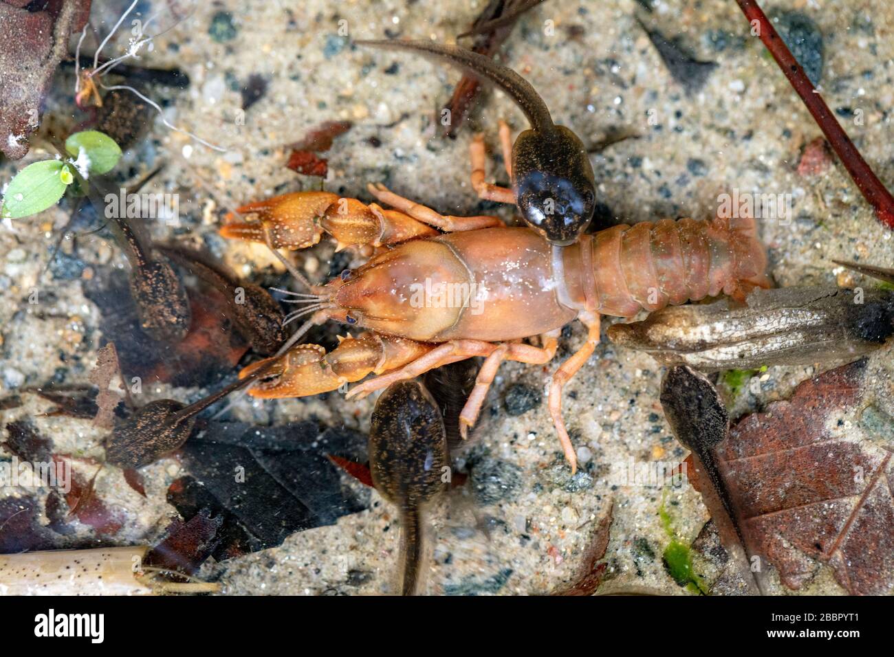 Tadpoles feeding on a dead crayfish in shallow pool of water - Pisgah National Forest, Brevard, North Carolina, USA Stock Photo