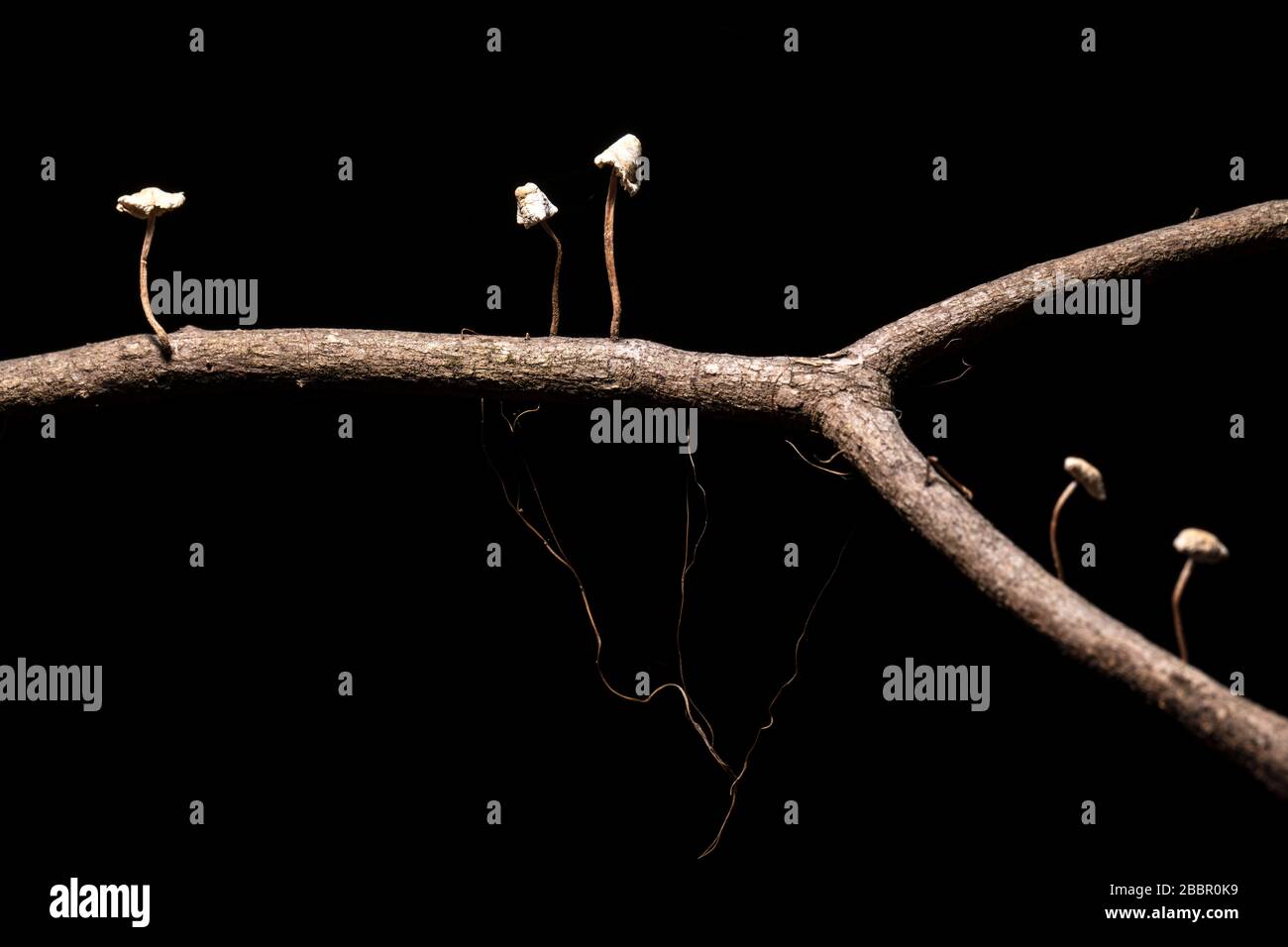 Close-up image of tiny white mushrooms growing on tree branch against a black background - Brevard, North Carolina, USA Stock Photo