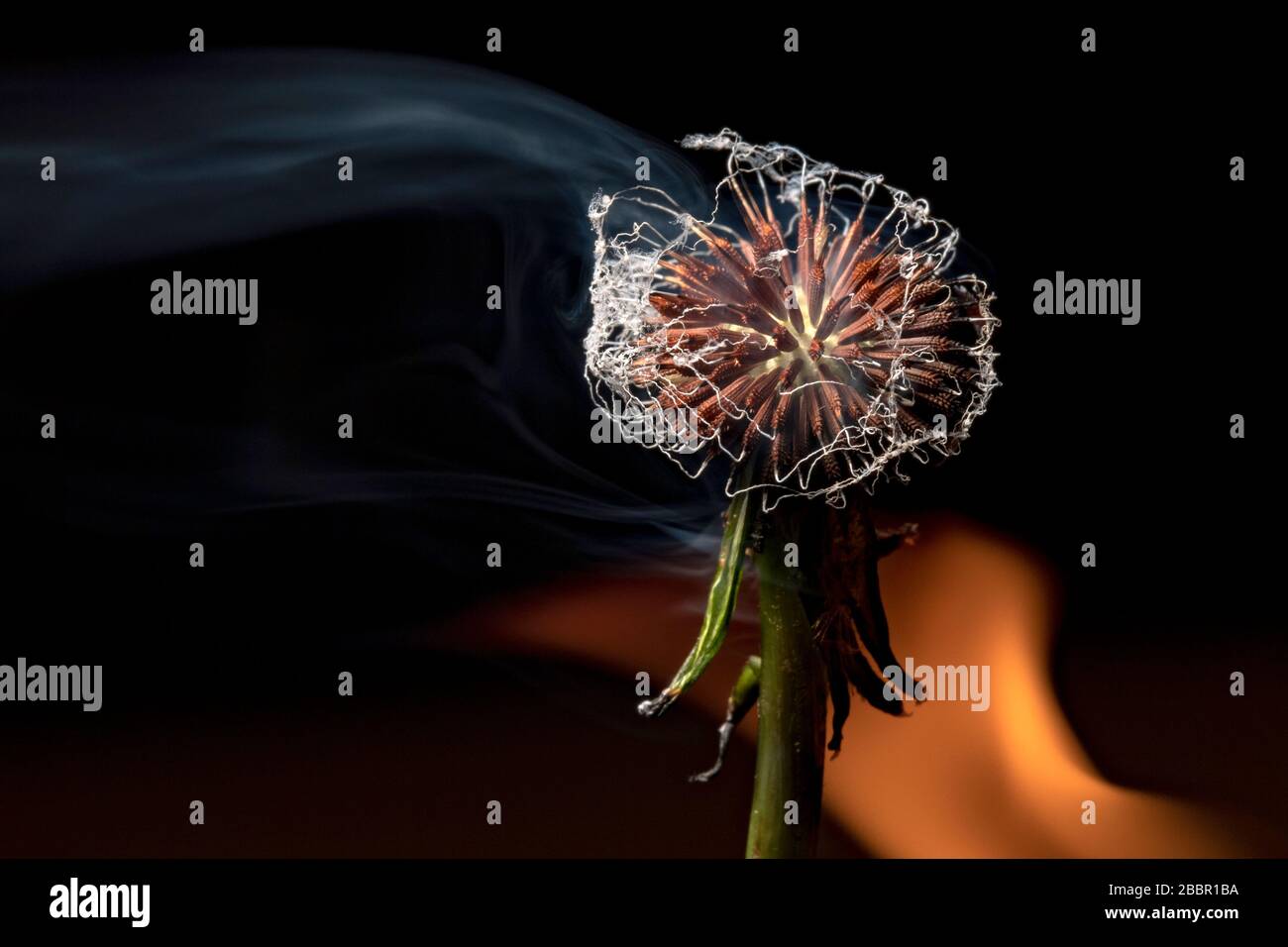 Dandelion seedhead (genus Taraxacum) on fire - Brevard, North Carolina, USA Stock Photo