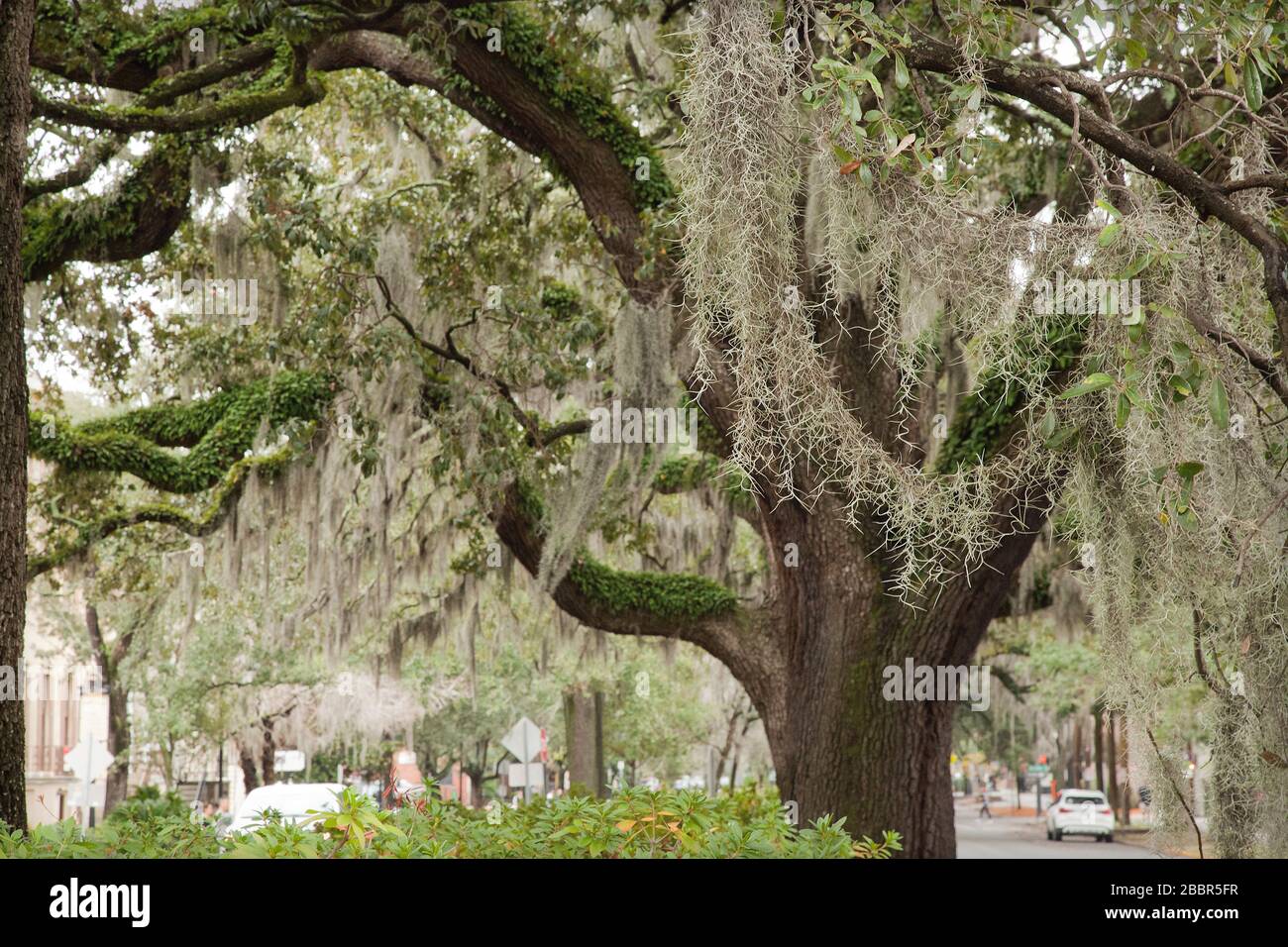 Spanish moss on beautiful crooked old live oak trees in the old streets ...