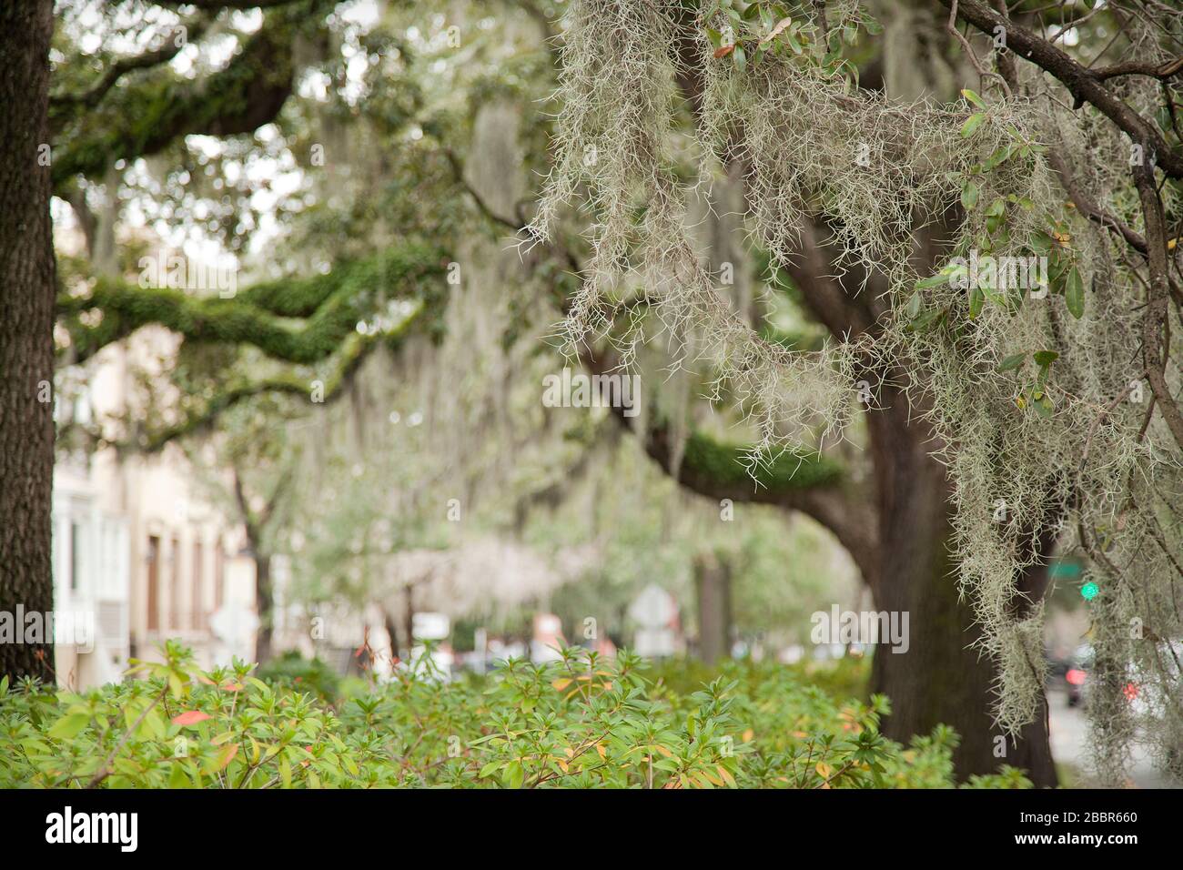 Spanish moss on beautiful crooked old live oak trees in the old streets ...