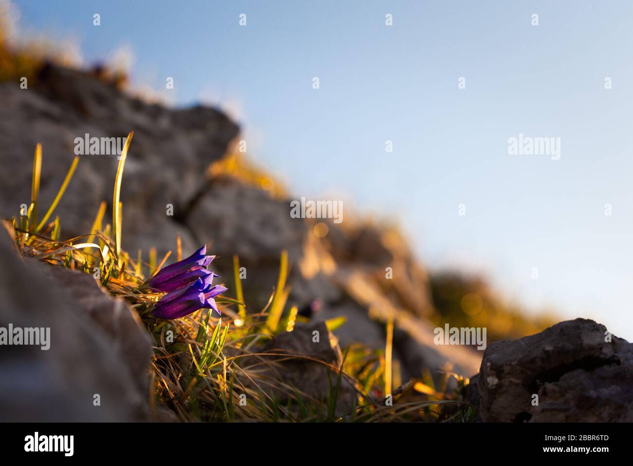 Gentian are the first spring mountain flowers. Low Tatras national park. Stock Photo