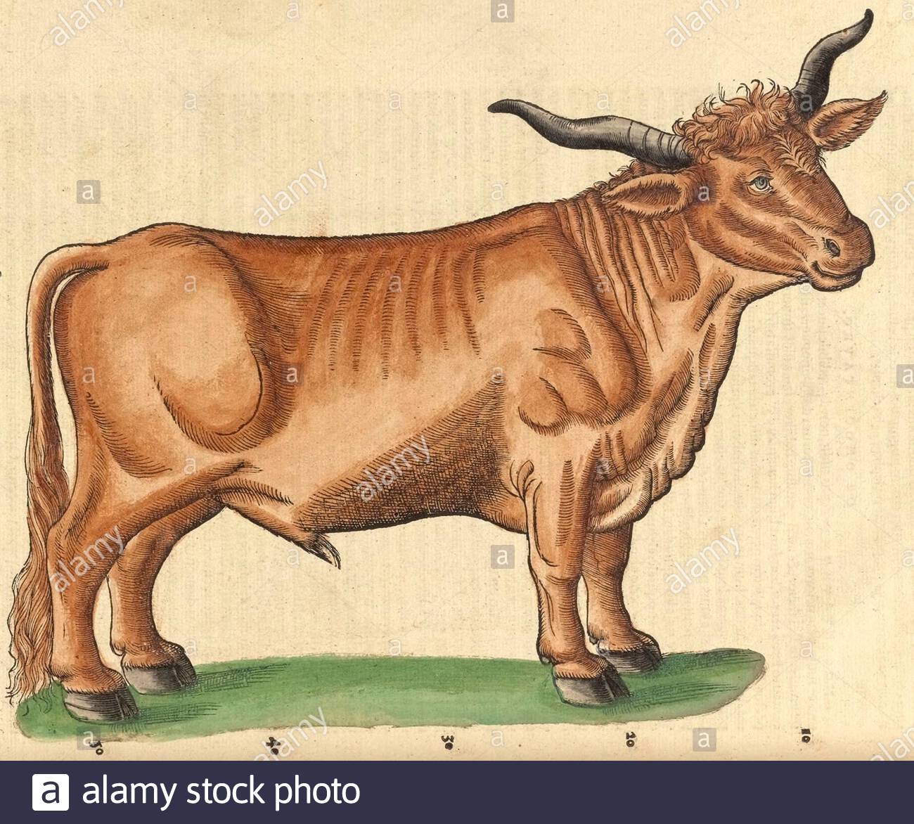 Bull, vintage illustration published in 1551. Conrad Gessner. Stock Photo