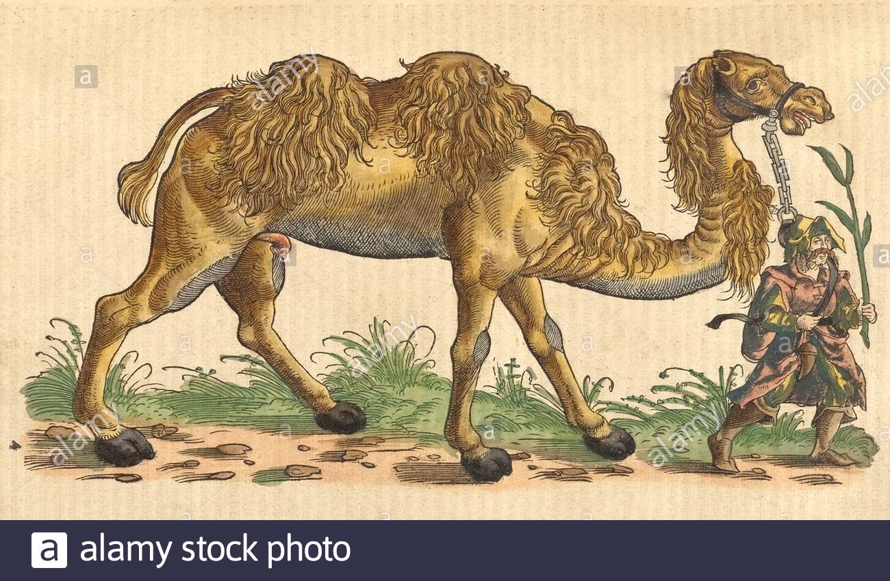 Camel, vintage illustration published in 1551. Conrad Gessner. Stock Photo
