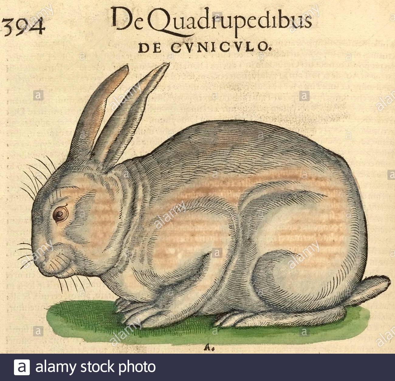 Rabbit, vintage illustration published in 1551. Conrad Gessner Stock ...