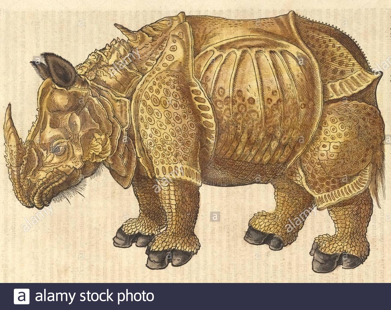 Rhinoceros, vintage illustration published in 1551. Conrad Gessner. Stock Photo