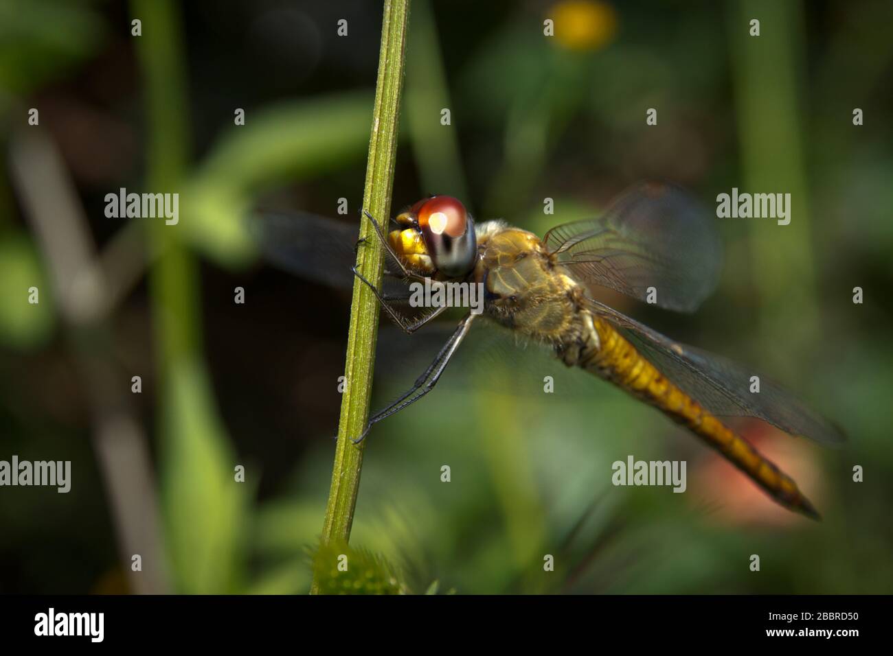 Close-up picture dragonfly resting on the plants Stock Photo - Alamy