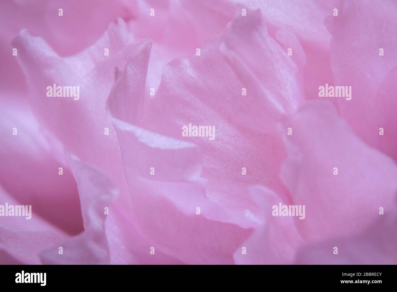 Macro shot a pink flower close-up picture Stock Photo - Alamy