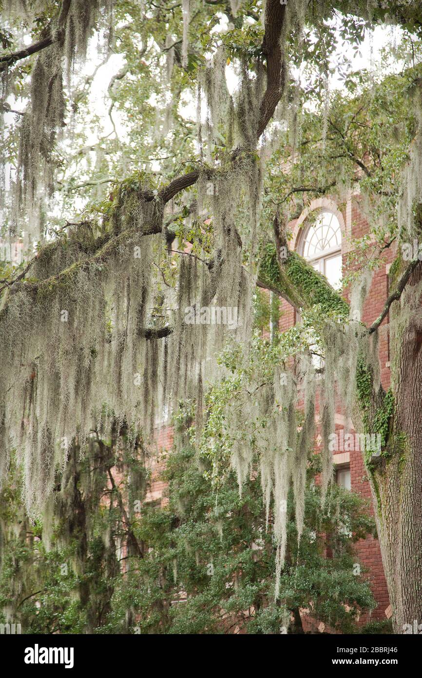 Spanish moss on beautiful crooked old live oak trees in the old streets