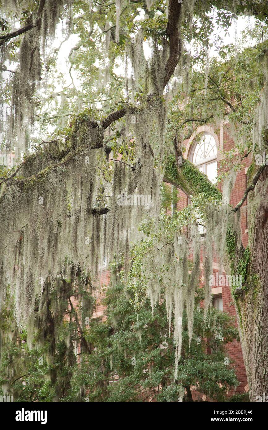 Spanish moss on beautiful crooked old live oak trees in the old streets of Savannah, Georgia, in the United States of America. Stock Photo