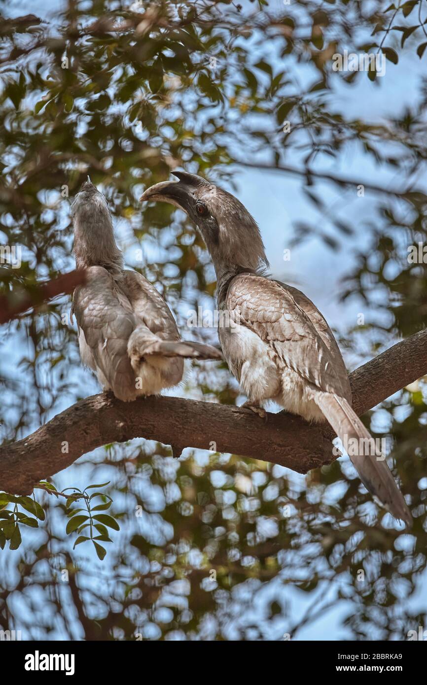 A pair of Indian Grey Hornbill on a tree. ( Ocyceros birostris ) Stock Photo
