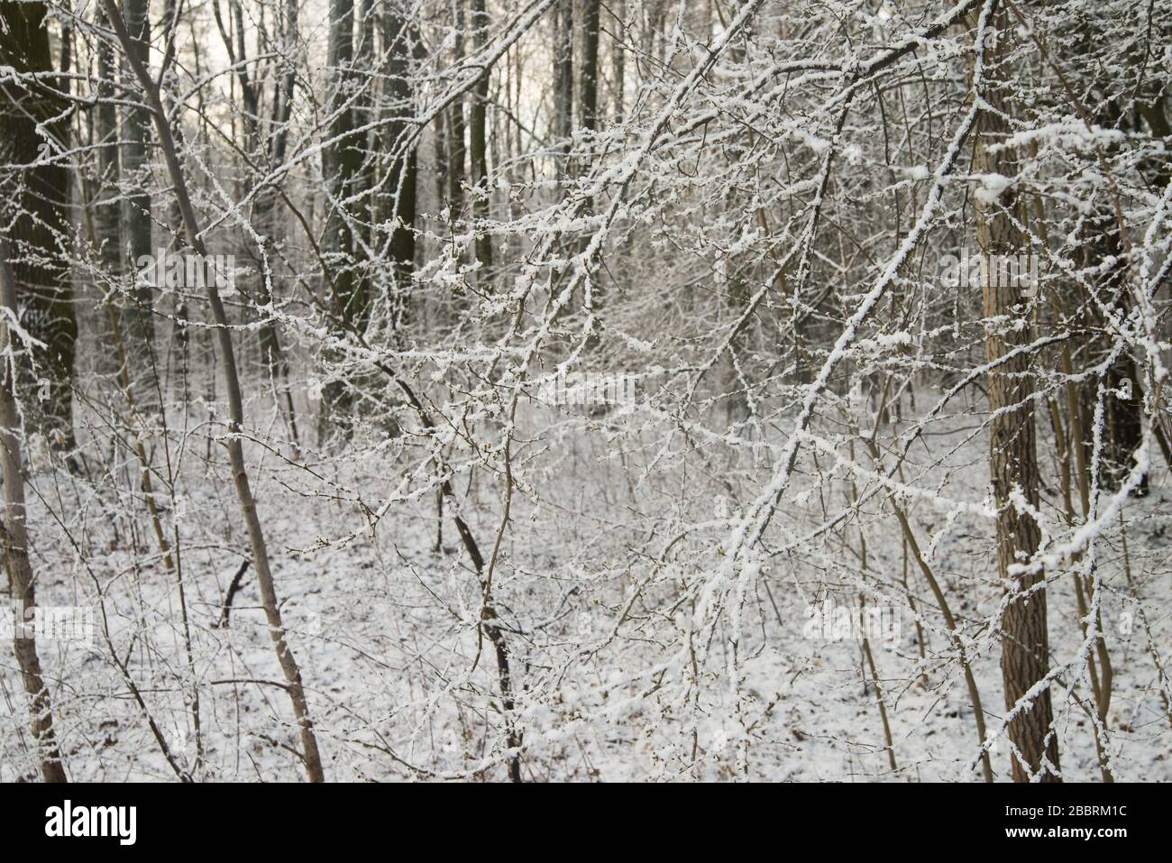 trees branches covered with snow in forest Stock Photo - Alamy