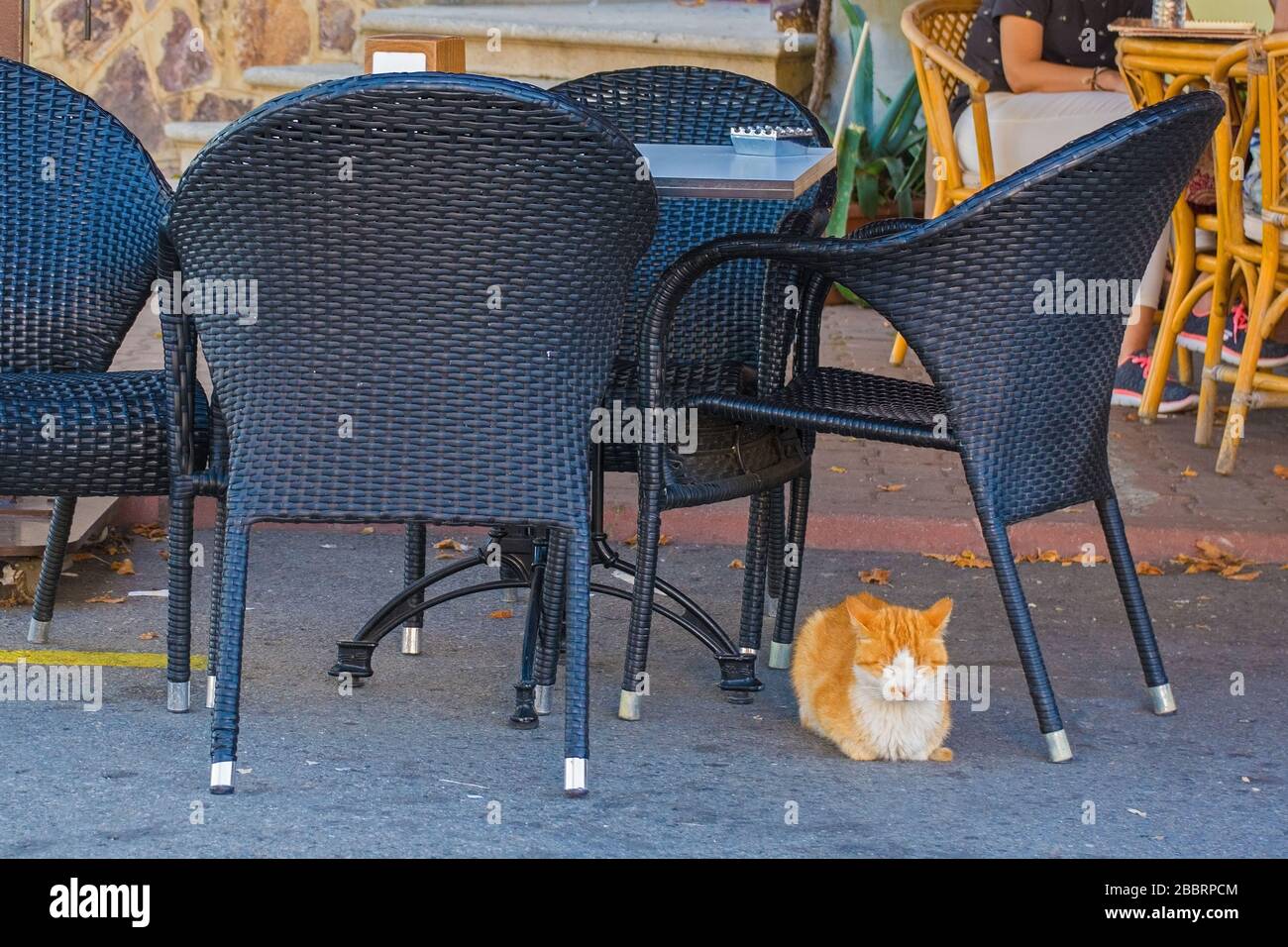 A street cat sleeps under a chair outside a bar in Kinaliada in the