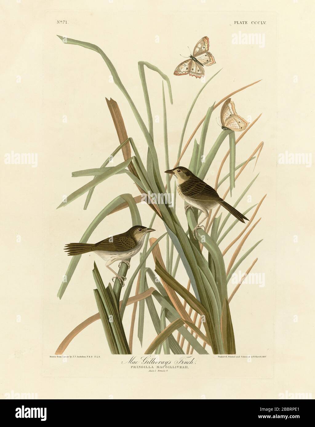 Plate 355 MacGillivray's Finch (Seaside Sparrow) The Birds of America folio (1827–1839) - John James Audubon, High resolution and quality edited image Stock Photo