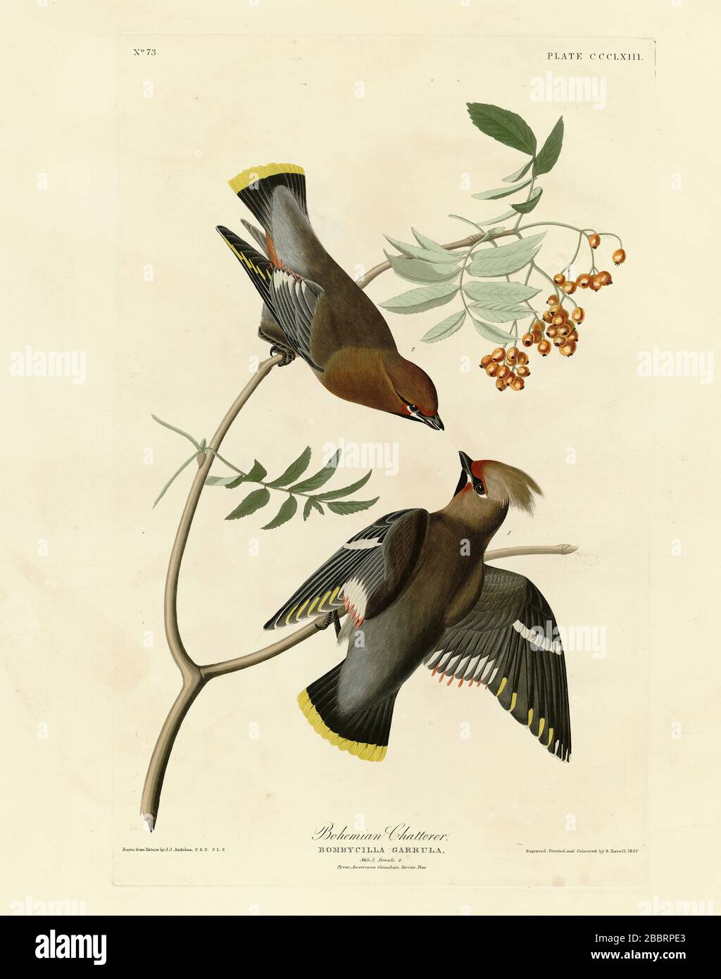 Plate 363 Bohemian Chatterer (Bohemian Waxwing) The Birds of America folio (1827–1839) by John James Audubon, Very high resolution and quality image Stock Photo