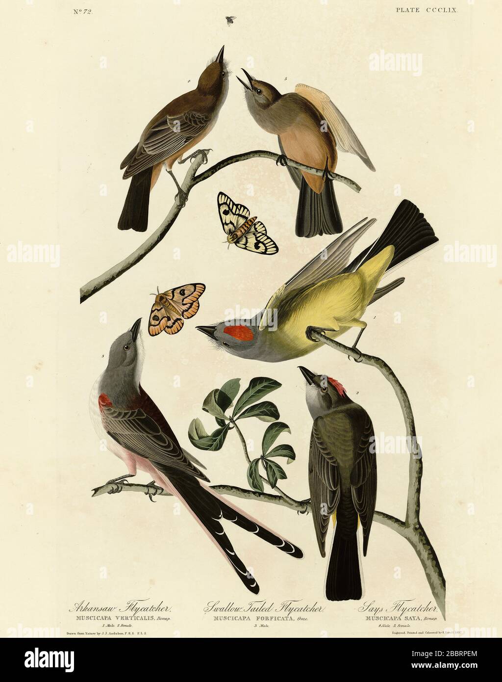 Plate 359 Arkansaw Flycatcher, Swallow-Tailed Flycatcher, Says Flycatcher (Western Kingbird, Scissor-tailed Flycatcher, Say's Phoebe) Audubon's Birds Stock Photo