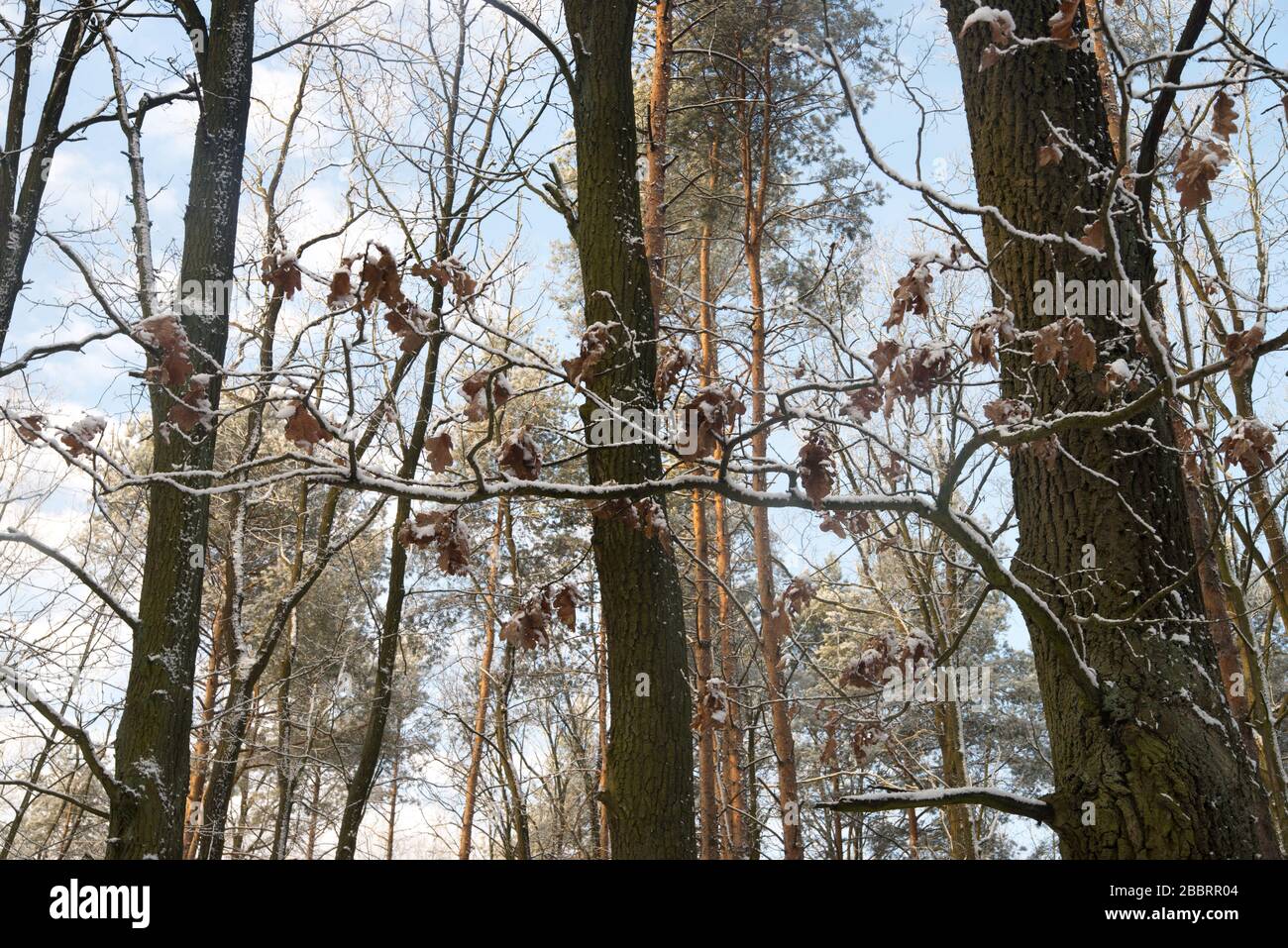 oak tree branches covered with snow in forest Stock Photo - Alamy