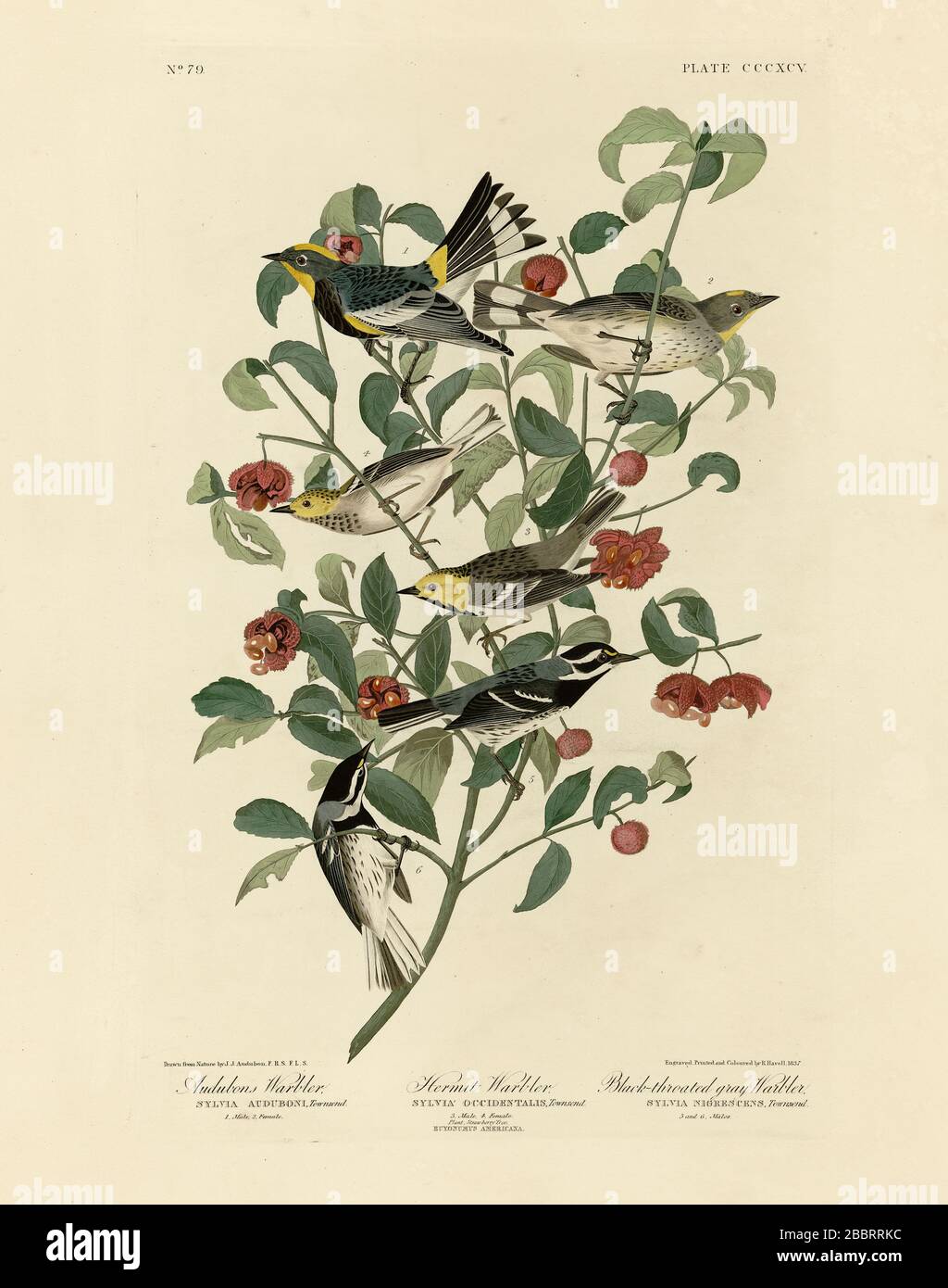 Plate 395 Audubon's Warbler (Yellow-rumped Warbler), Hermit Warbler, Black-throated gray Warbler from The Birds of America folio by John James Audubon Stock Photo