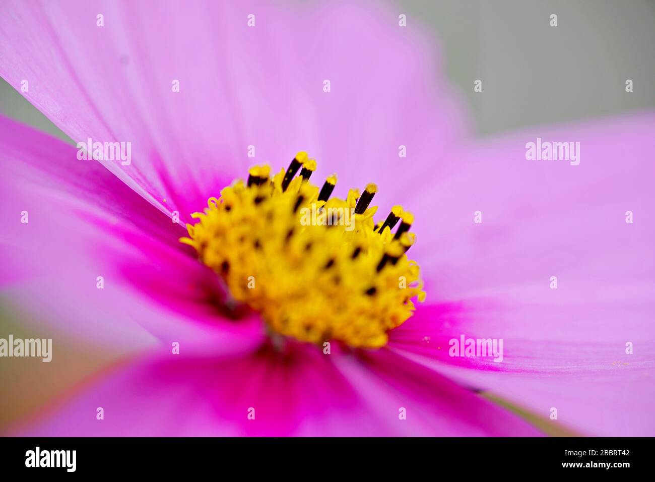 beautiful flower Stock Photo
