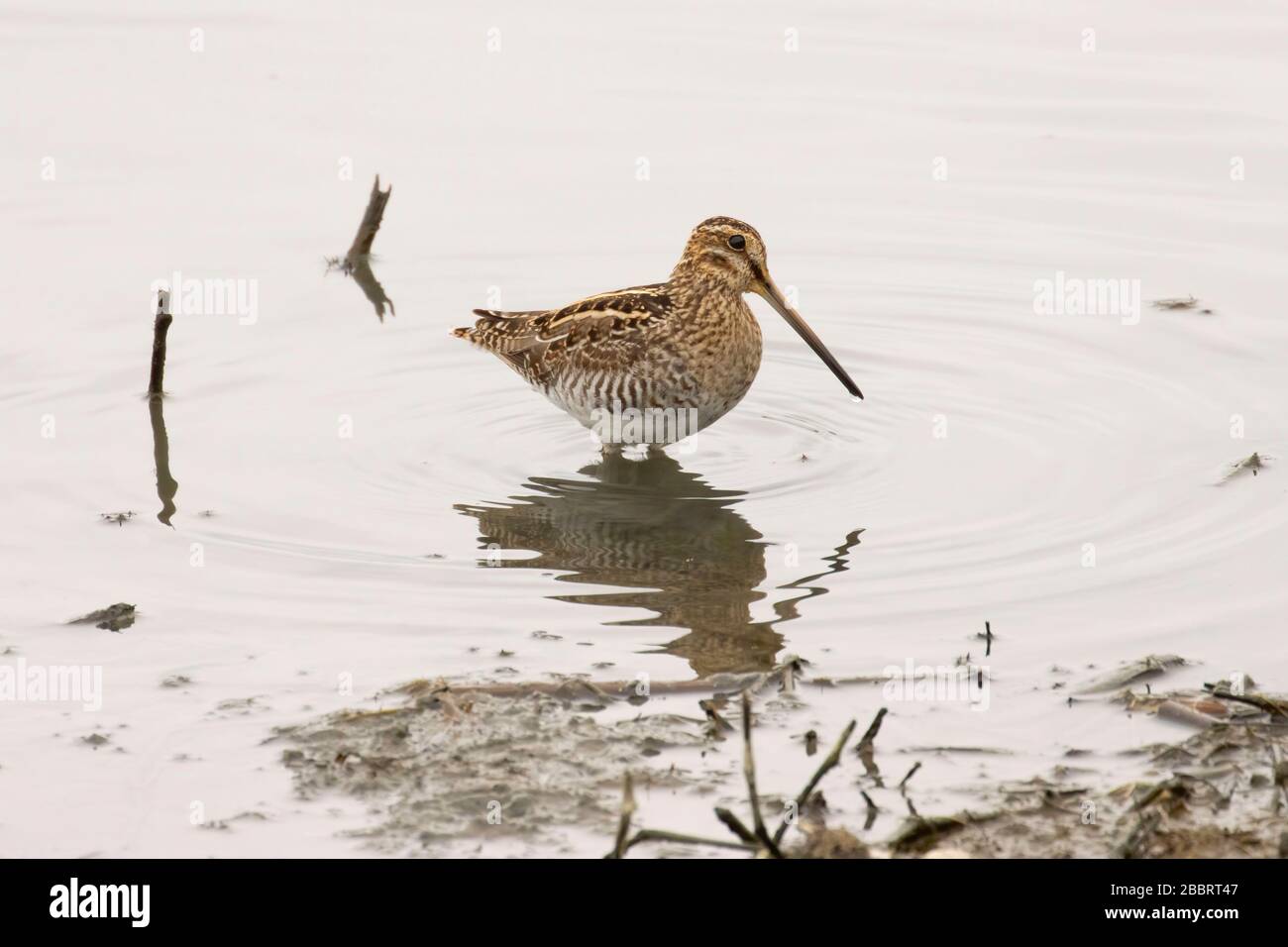 Wilson S Snipe Las Gallinas Wildlife Ponds Novato California Stock