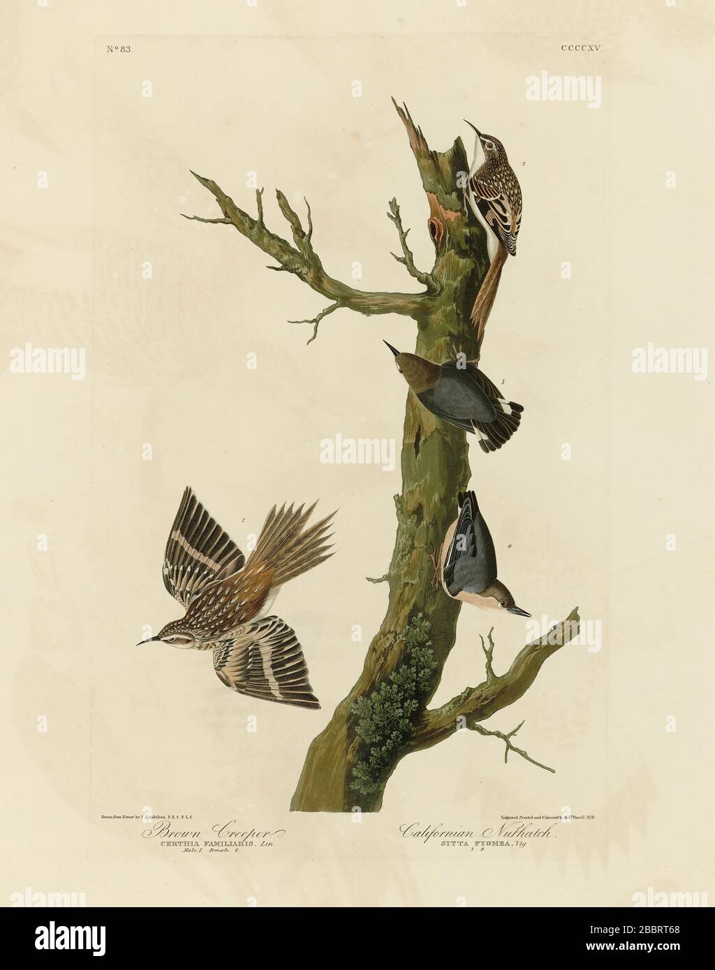 Plate 415 Brown Creeper and Californian Nuthatch (Pygmy Nuthatch), The Birds of America folio (1827–1839) by John James Audubon Stock Photo