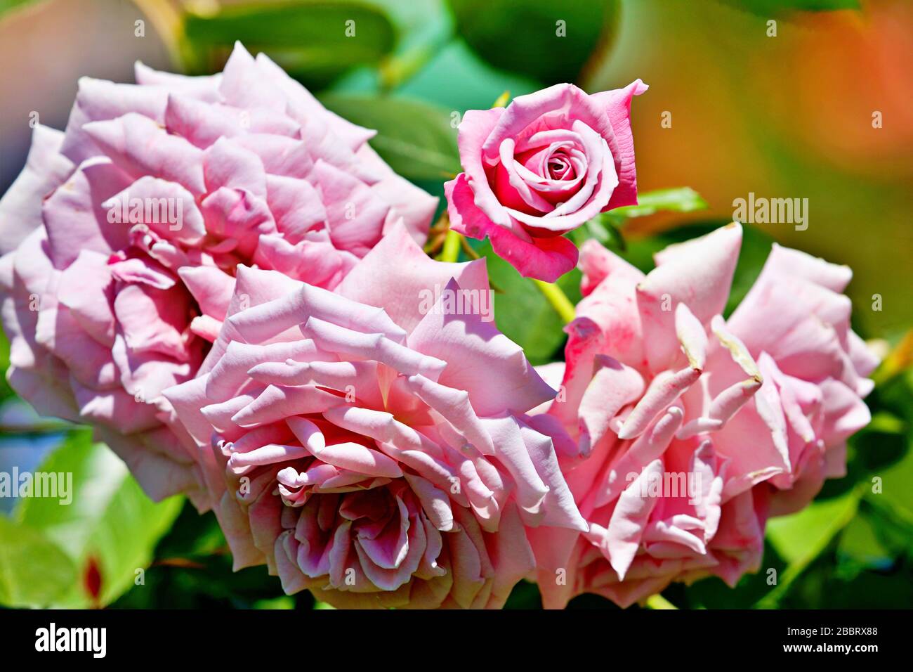 beautiful flower Stock Photo