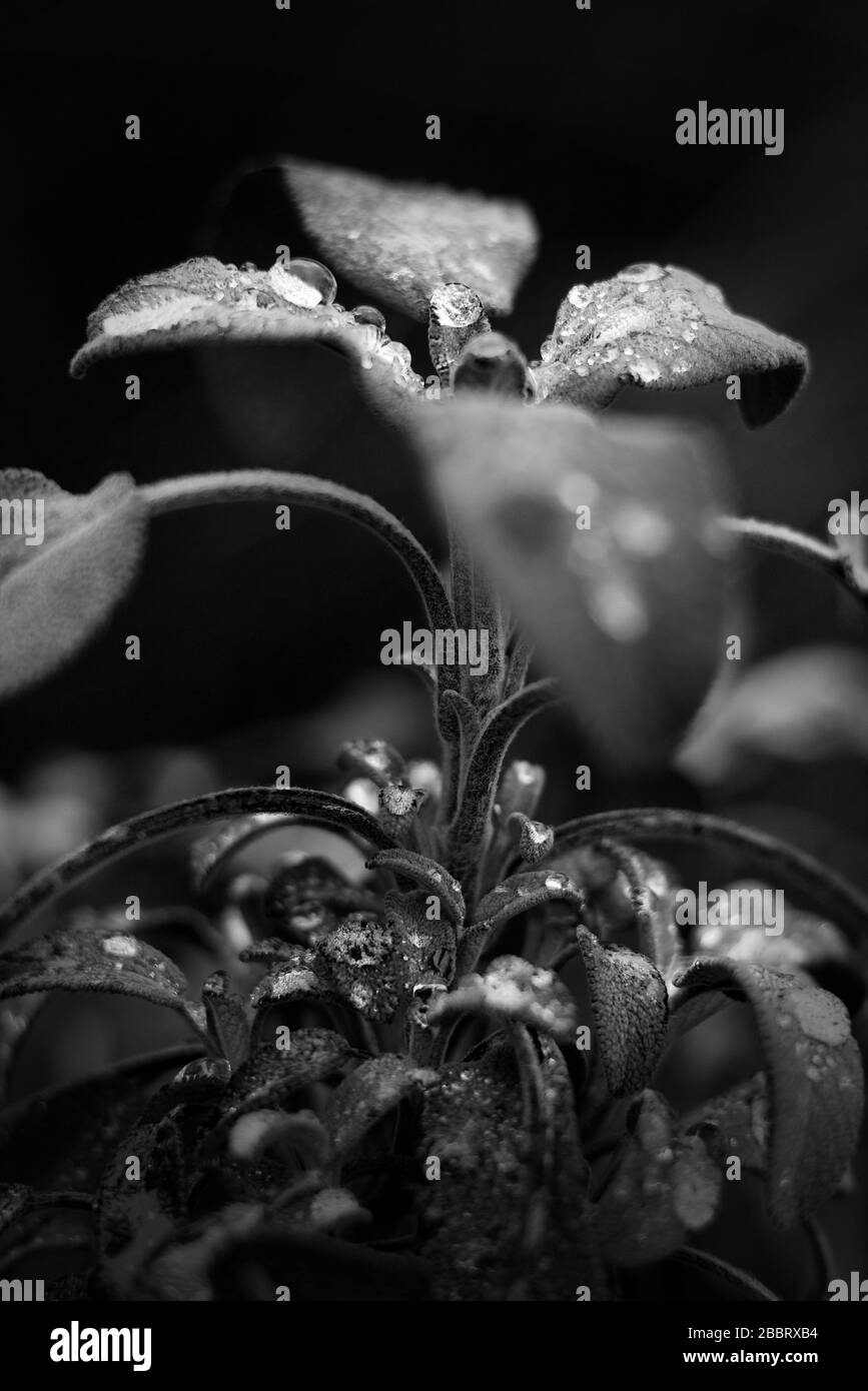 raindrops on plant black and white Stock Photo Alamy