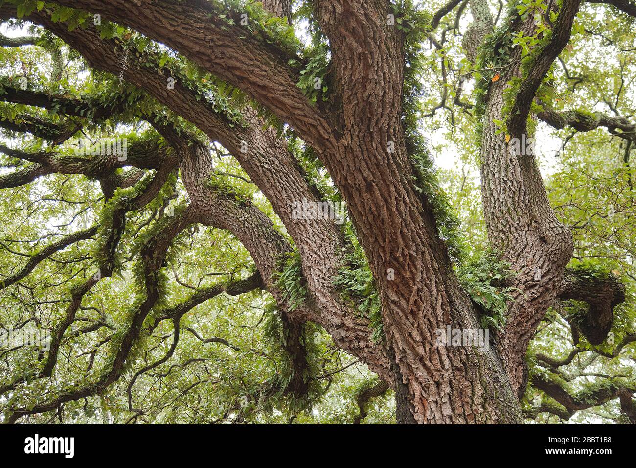 Spanish moss on beautiful crooked old live oak trees in the old streets of Savannah, Georgia, in the United States of America. Stock Photo