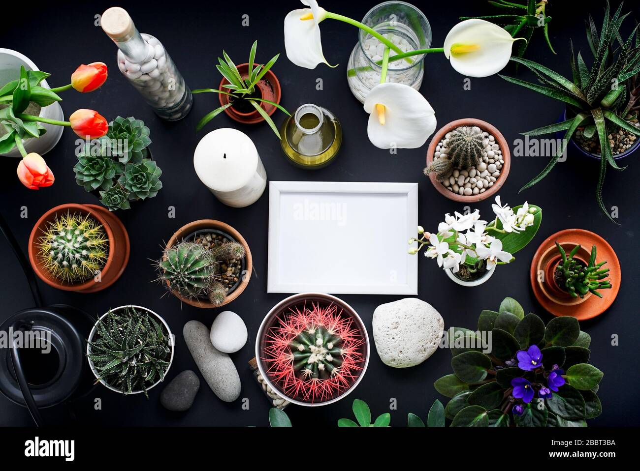Download Modern Black Table Decoration With Picture Frame Mockup Cactus Succulent Plants Tulips And Decorative Rocks View From Above Stock Photo Alamy
