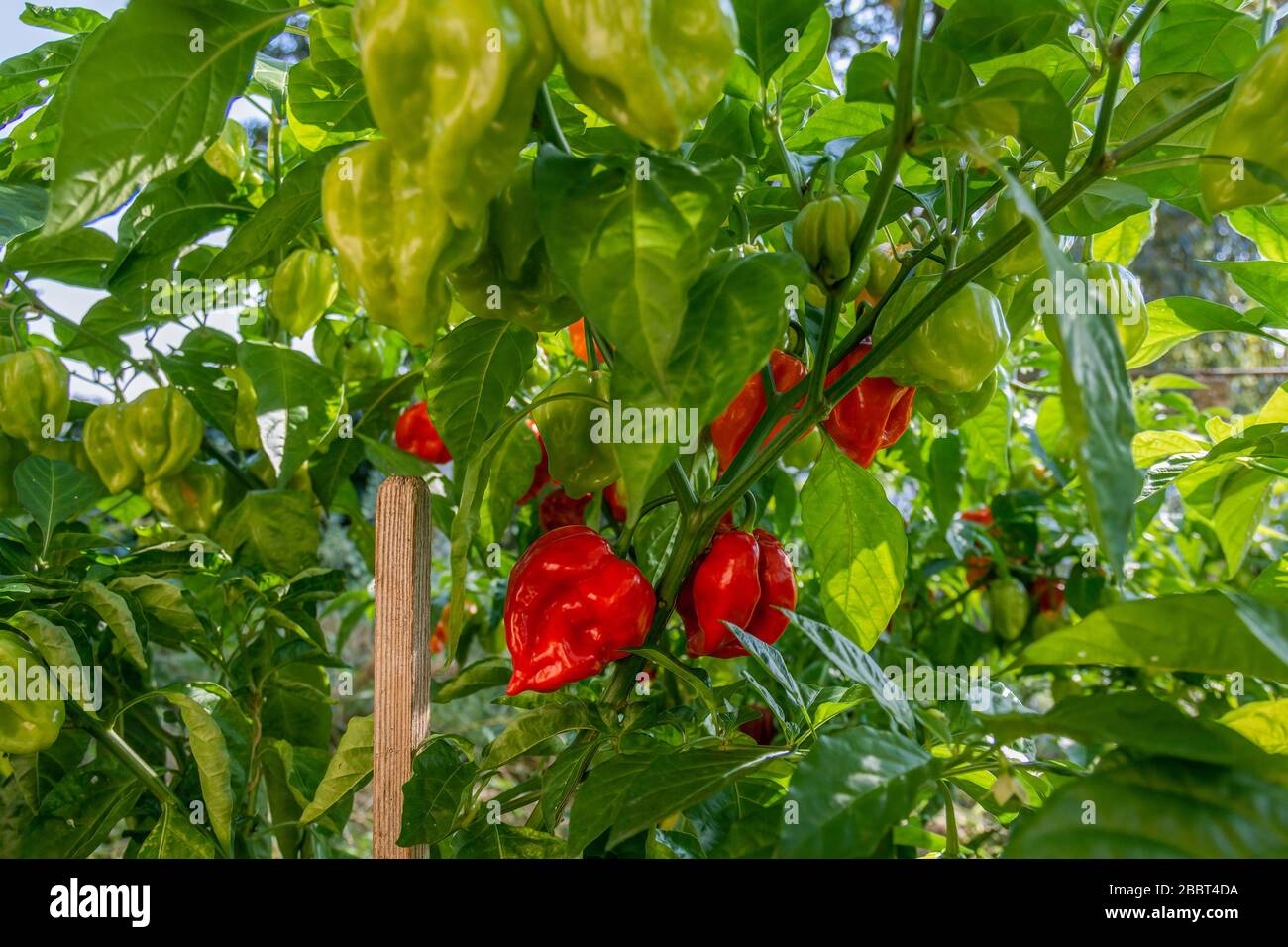Health plant of chili pepper "Habanero Red", growing in a garden Stock ...