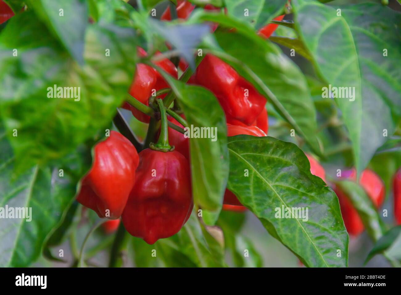 Health plant of chili pepper "Habanero Red", growing in a garden Stock ...