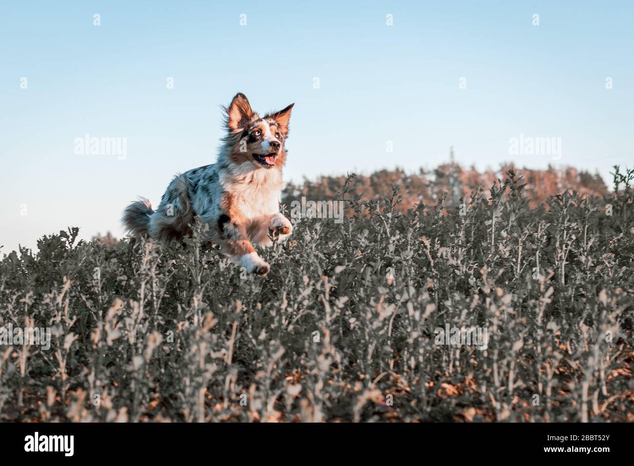 Dog australian shepherd blue merle jumping in field Stock Photo