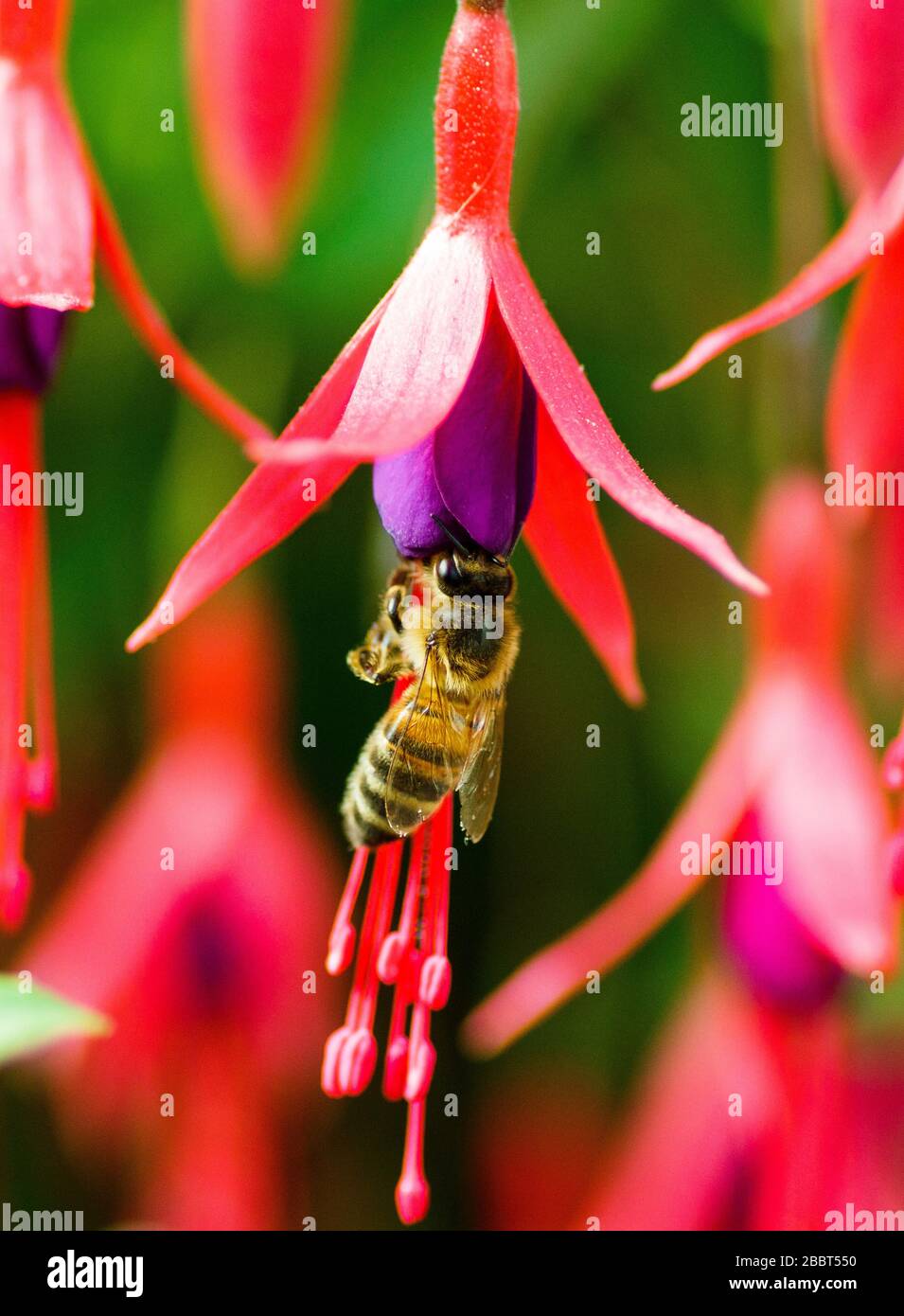 Honey bee landed hi-res stock photography and images - Alamy